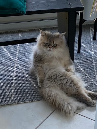 Avis photo d'un client sur Pâtée Chat Stérilisé Sans Céréales - Saumon