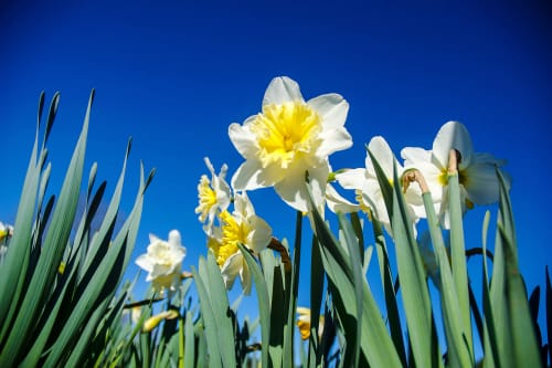 Customer photo review of Lucinda's Everlasting Flower Seeds | Pink and White