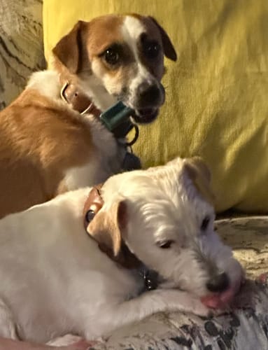Customer photo review of Blueberry Yak Chews