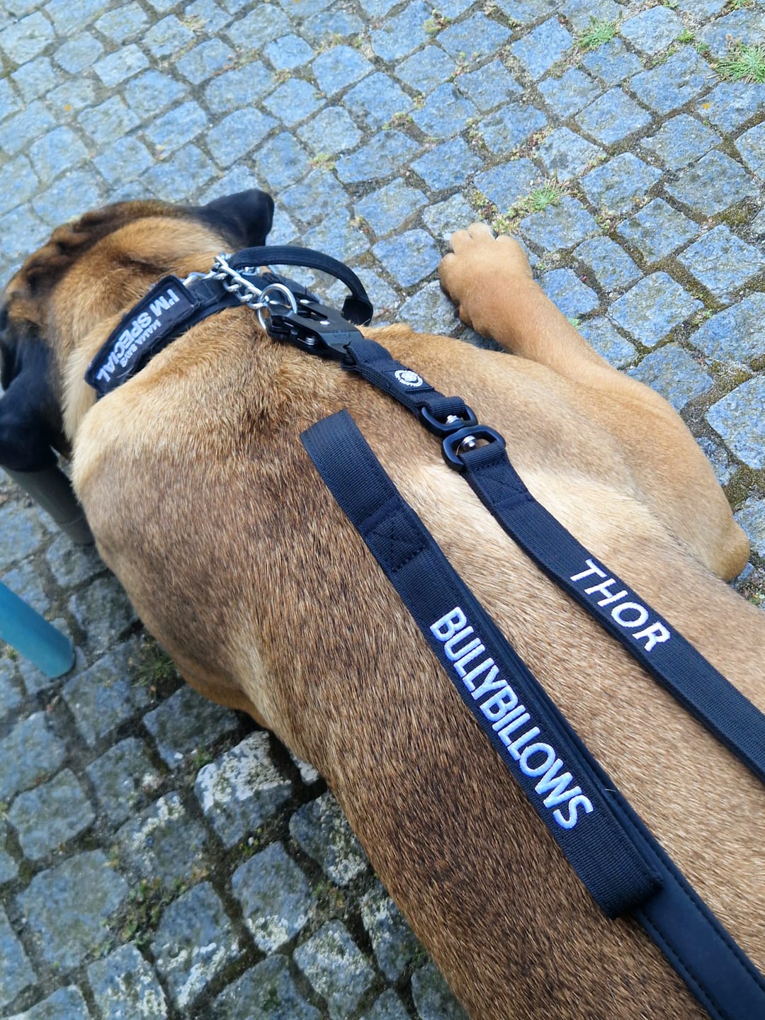 Customer photo review of 1.4m Swivel Combat Lead | Anti-Tangle & Secure Clip - Black