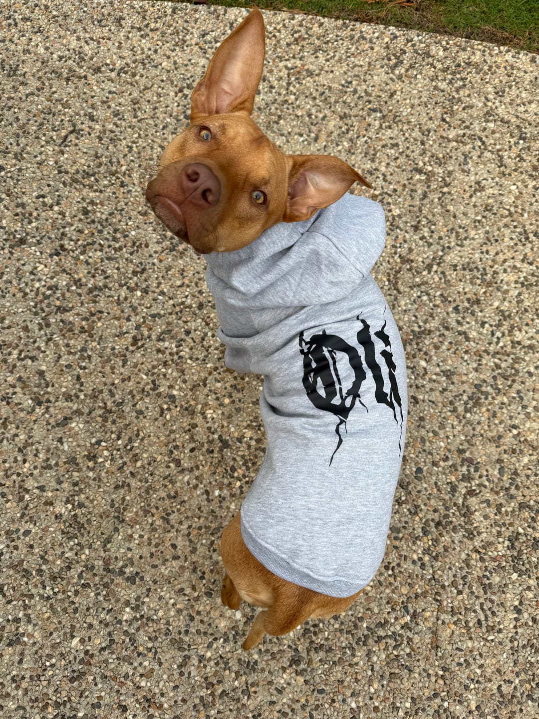 Customer photo review of Personalised Dog Hoodie Black Metal Font