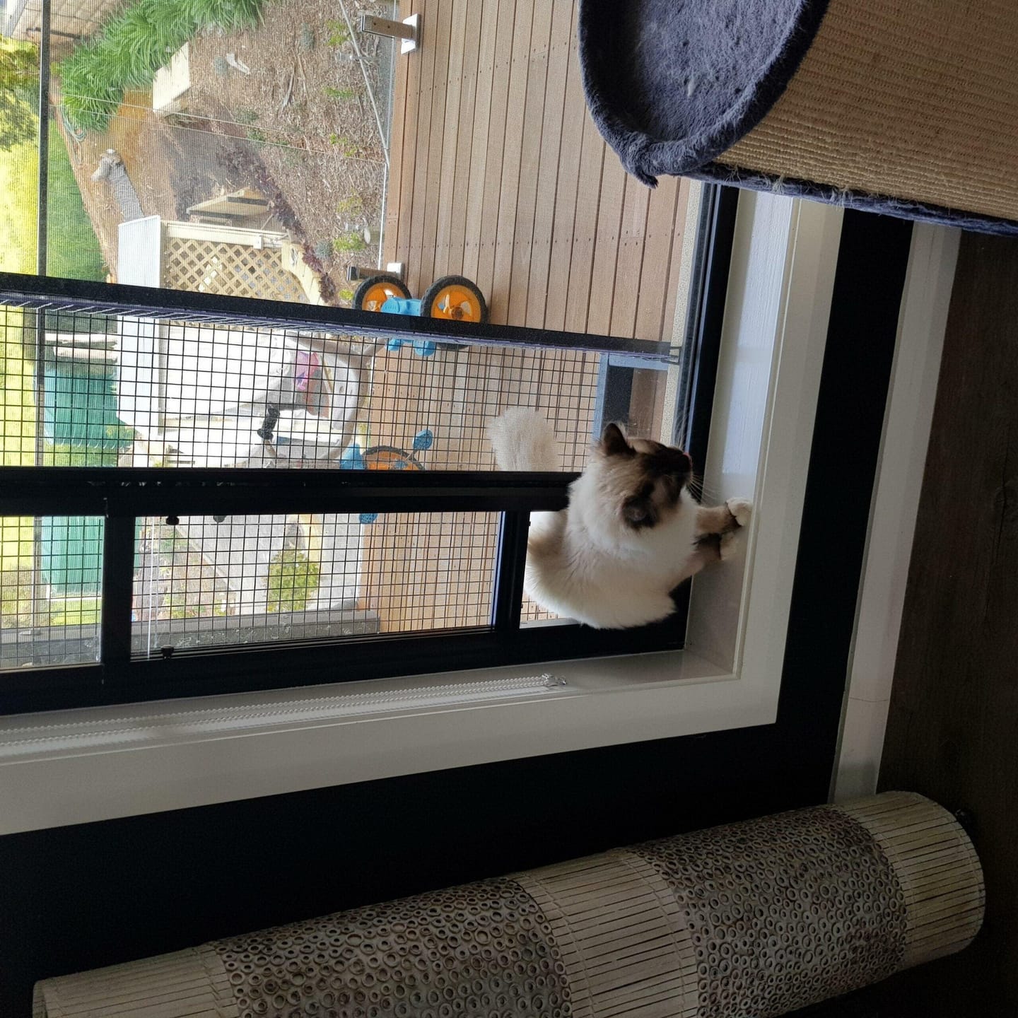 Customer photo review of Cat Door, Cat Window Insert