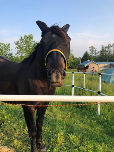 Customer photo review of Ready Made Portable Electric Horse Corral Fencing: (Electric EconoLine 10+2=12 Panels; 2 Rails)