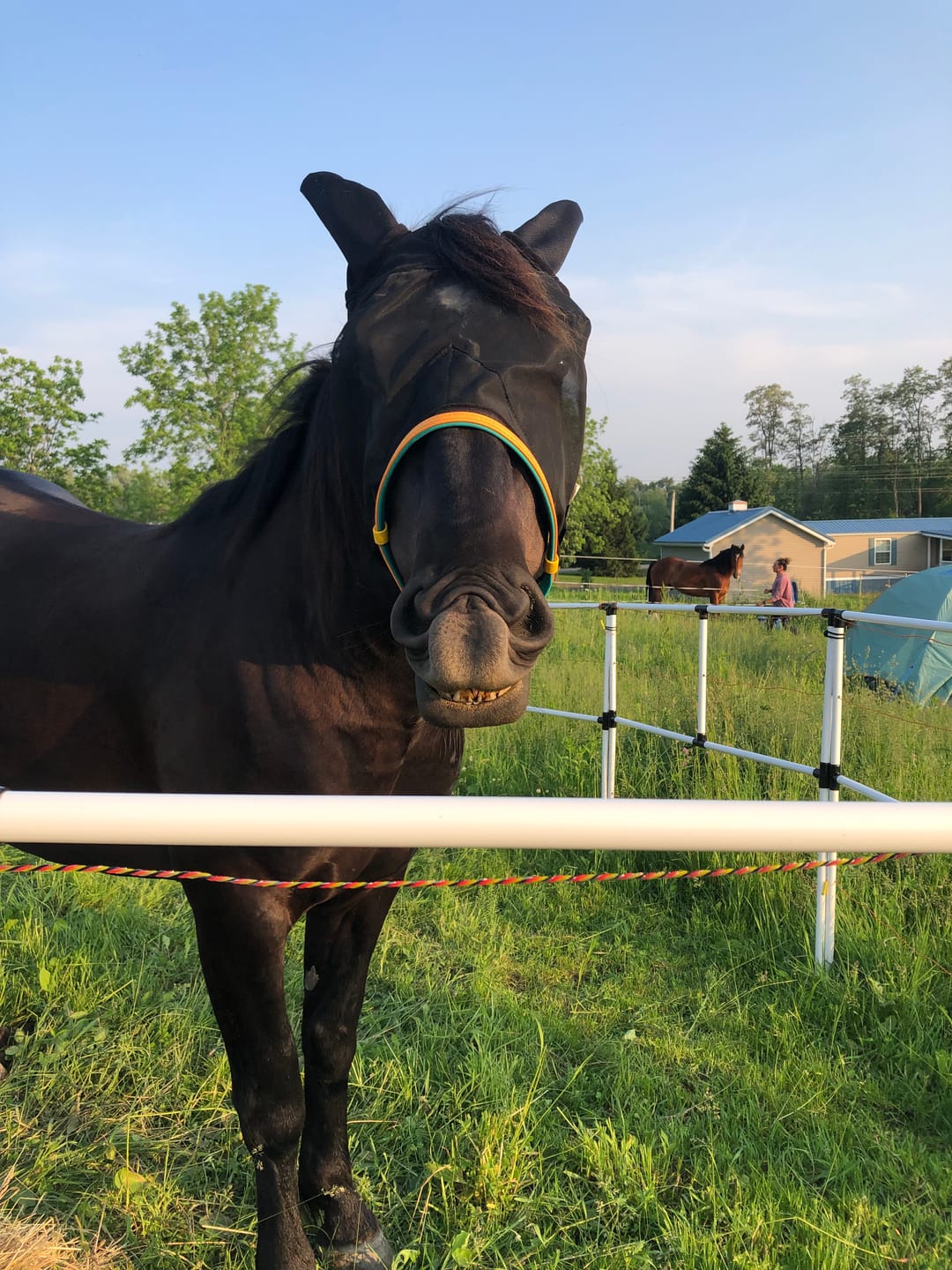 Customer photo review of Ready Made Portable Electric Horse Corral Fencing: (Electric EconoLine 10+2=12 Panels; 2 Rails)