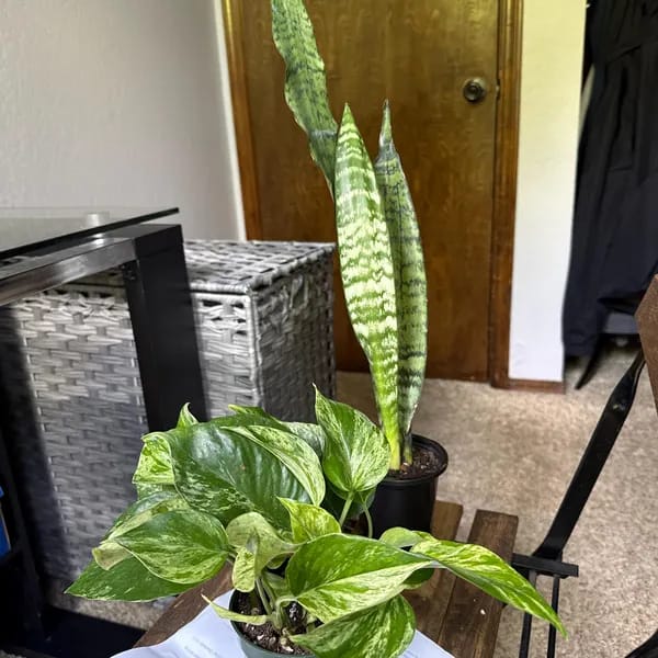 Customer photo review of Snake Plant | Mother-In-Law's-Tongue Plant | Sansevieria Zeylanica | Sansevieria Laurentii | Plants for Pets | Air Purifier Plant