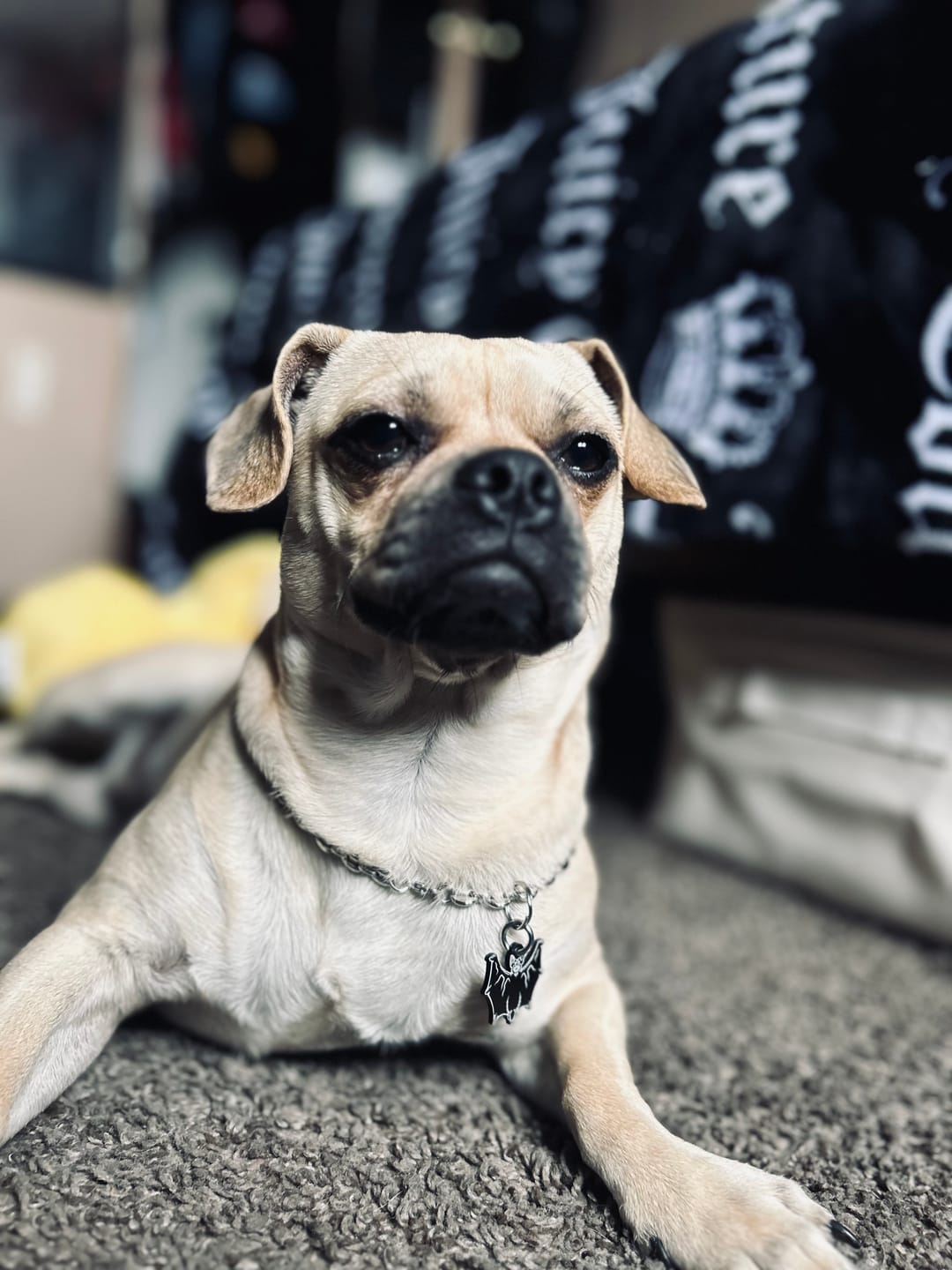 Customer photo review of PET TAG