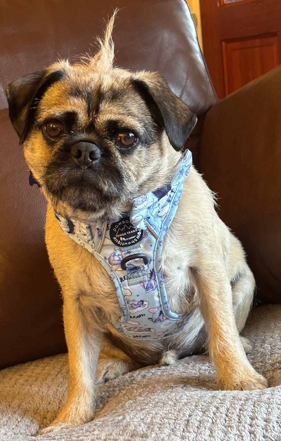 Customer photo review of Disney© Tough Trails™ Harness - Eeyore