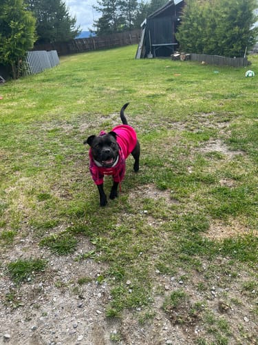 Customer photo review of Fuchsia Camo Dog Hoodie