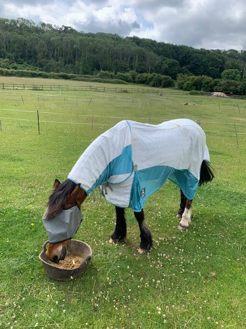 Customer photo review of Allrounder Fly Rug Combo