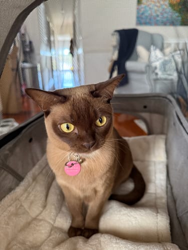 Customer photo review of PaWz Pet Dog Stroller Pram 4 Wheels