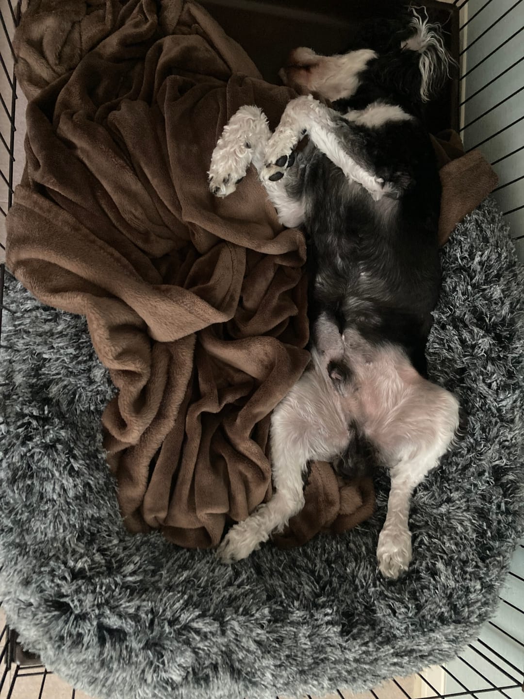 Customer photo review of 替えカバー（日本製クッションベッド専用）