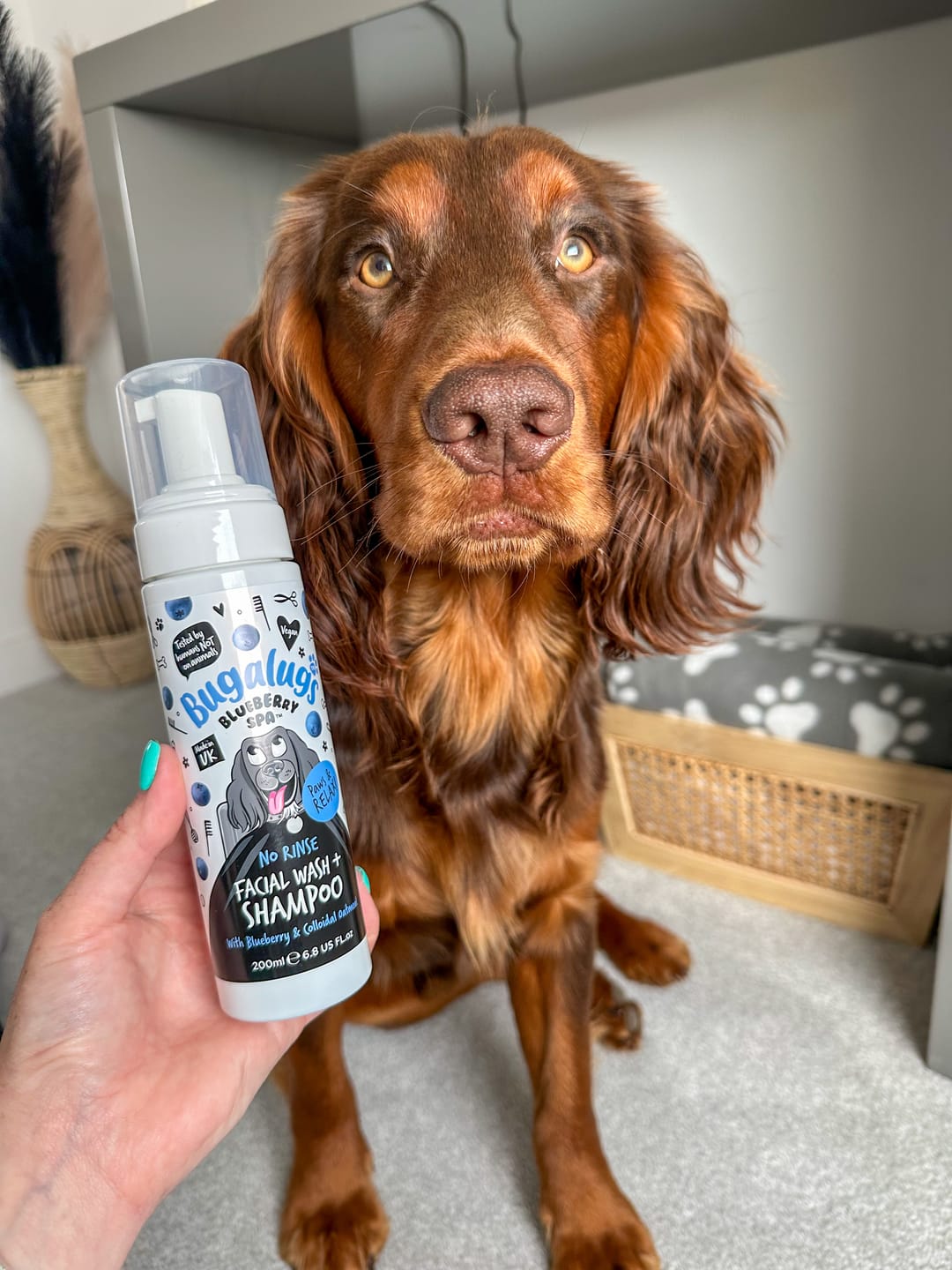 Customer photo review of Blueberry Spa™ No Rinse Facial Wash + Shampoo with Blueberry & Colloidal Oatmeal for Dogs