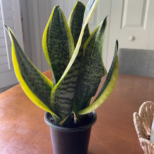 Customer photo review of Snake Plant | Mother-In-Law's-Tongue Plant | Sansevieria Zeylanica | Sansevieria Laurentii | Plants for Pets | Air Purifier Plant