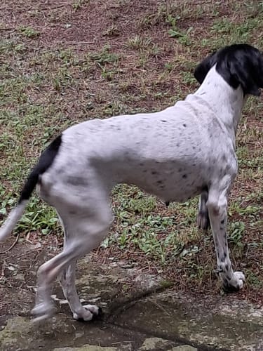 Customer photo review of ProtectionArtro+ 1200mg  Condroprotettore per Cani di taglia Media e Grande (Nuova Formulazione)