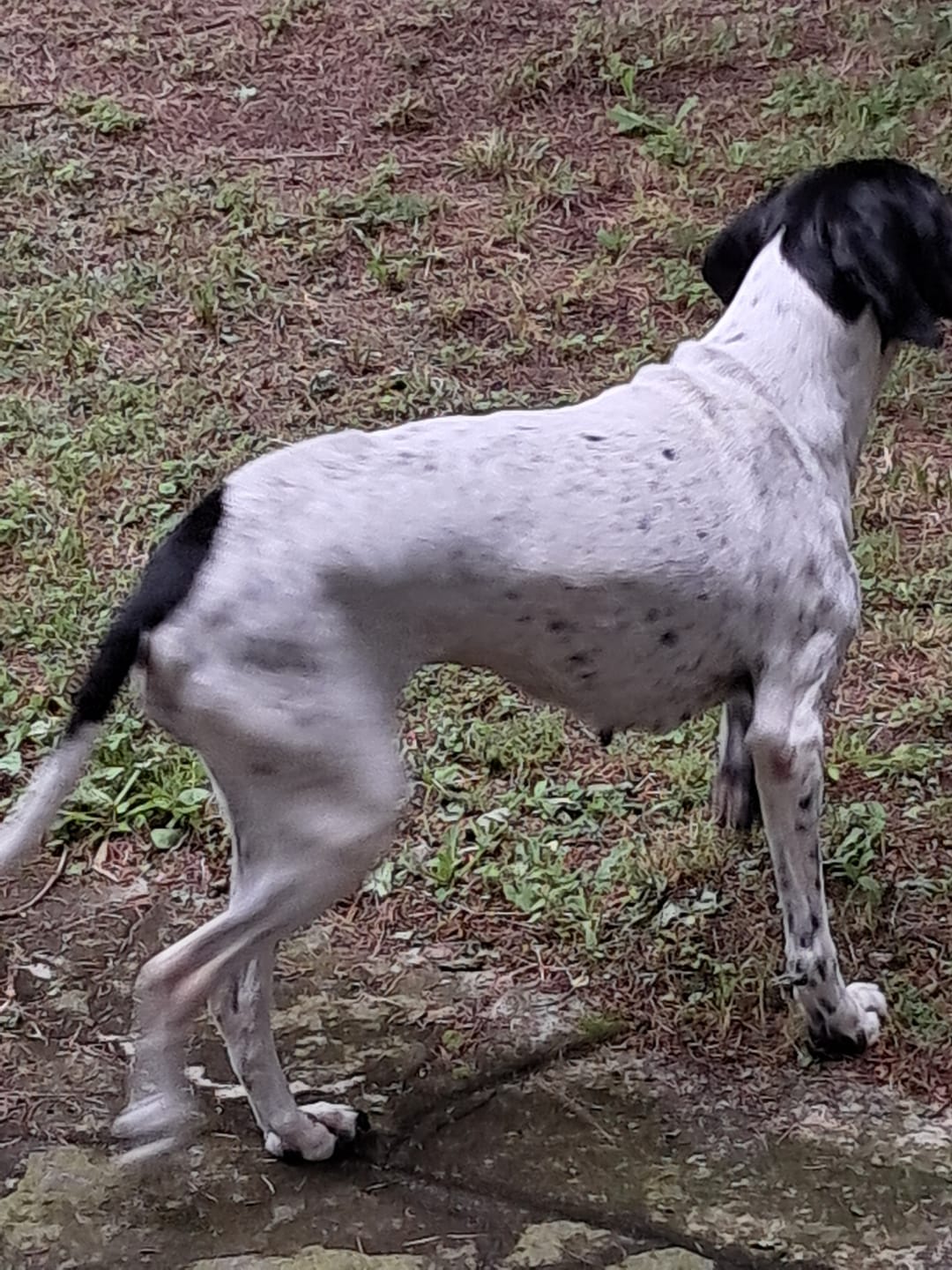 Customer photo review of ProtectionArtro+ 1200mg  Condroprotettore per Cani di taglia Media e Grande (Nuova Formulazione)