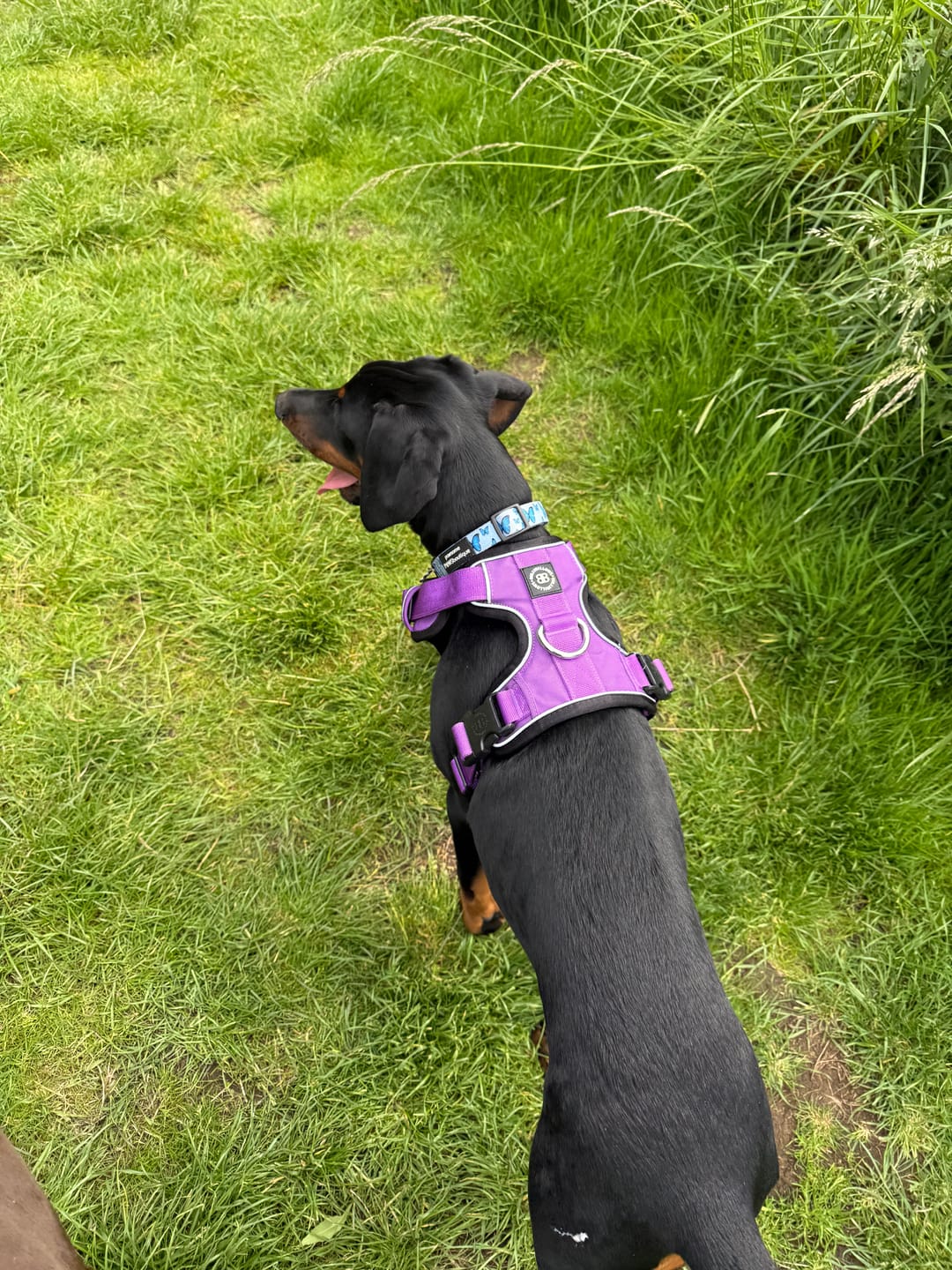 Customer photo review of Comfort Premium Harness | Non Restrictive - Purple