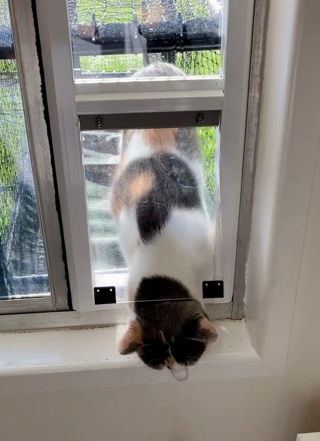 Customer photo review of Cat Door, Cat Window Insert