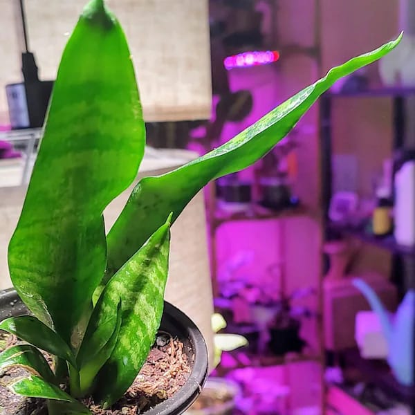 Customer photo review of Snake Plant | Mother-In-Law's-Tongue Plant | Sansevieria Zeylanica | Sansevieria Laurentii | Plants for Pets | Air Purifier Plant