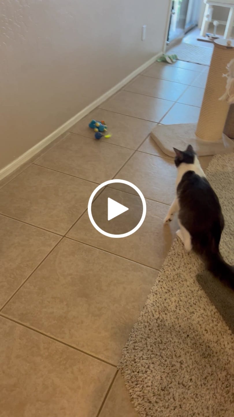 Customer video review of Replacement Tail Set For Speedy Tail 2.0
