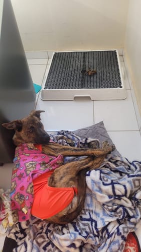 Customer photo review of Weasy Cão