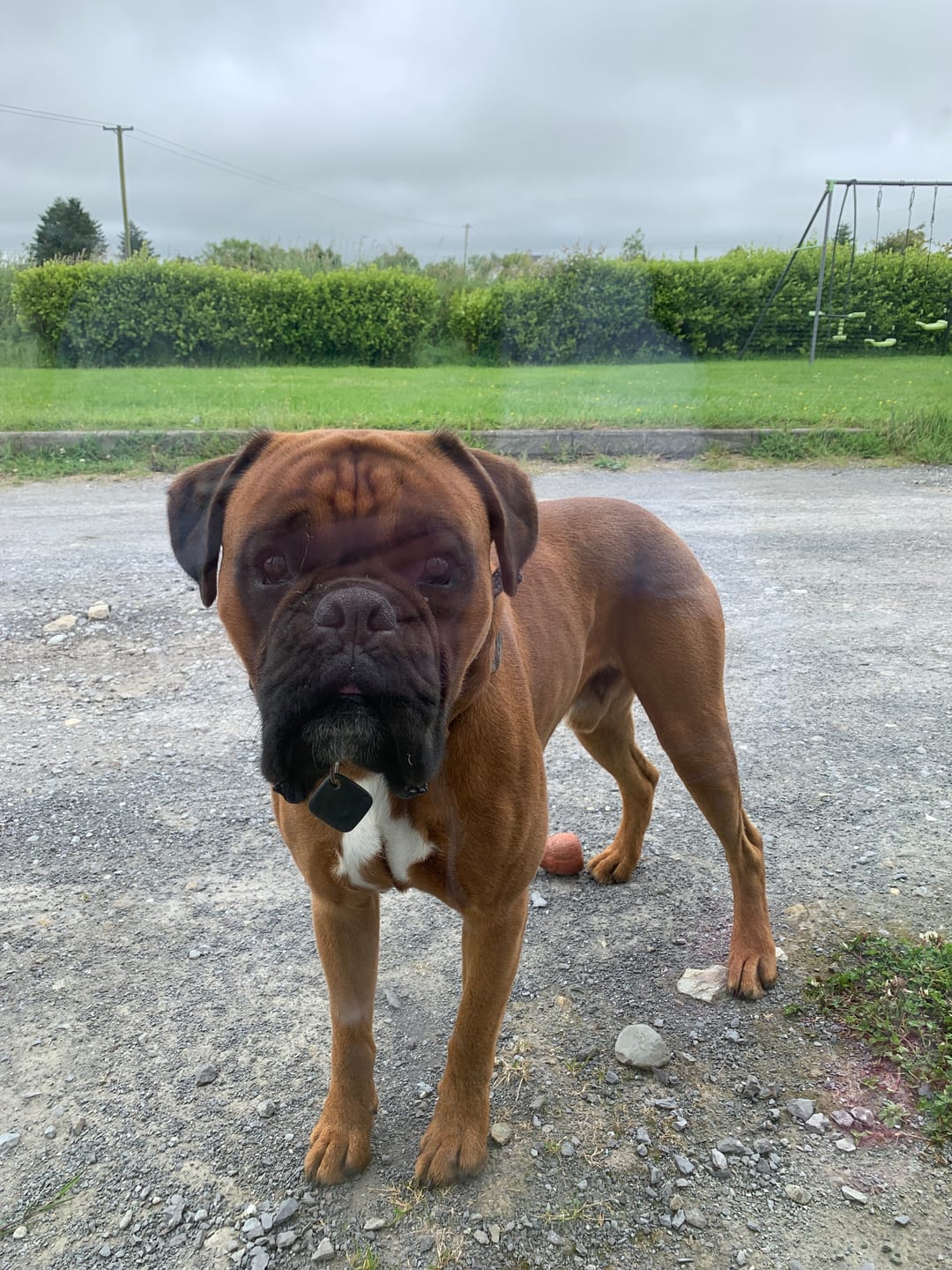 Customer photo review of GPS Dog Fence F8 | for Small, Medium and Large dogs