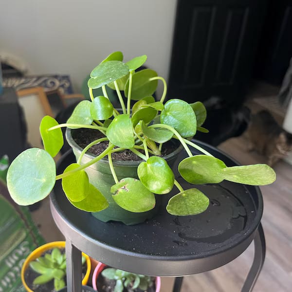 Customer photo review of Chinese Money Plant in a 4" Grow Pot - Pilea Peperomioides - Money Plant - Low Light Indoor Houseplants - Lucky Coin Plant - Air Purifier