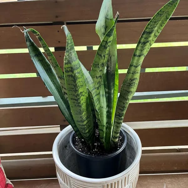 Customer photo review of Snake Plant | Mother-In-Law's-Tongue Plant | Sansevieria Zeylanica | Sansevieria Laurentii | Plants for Pets | Air Purifier Plant