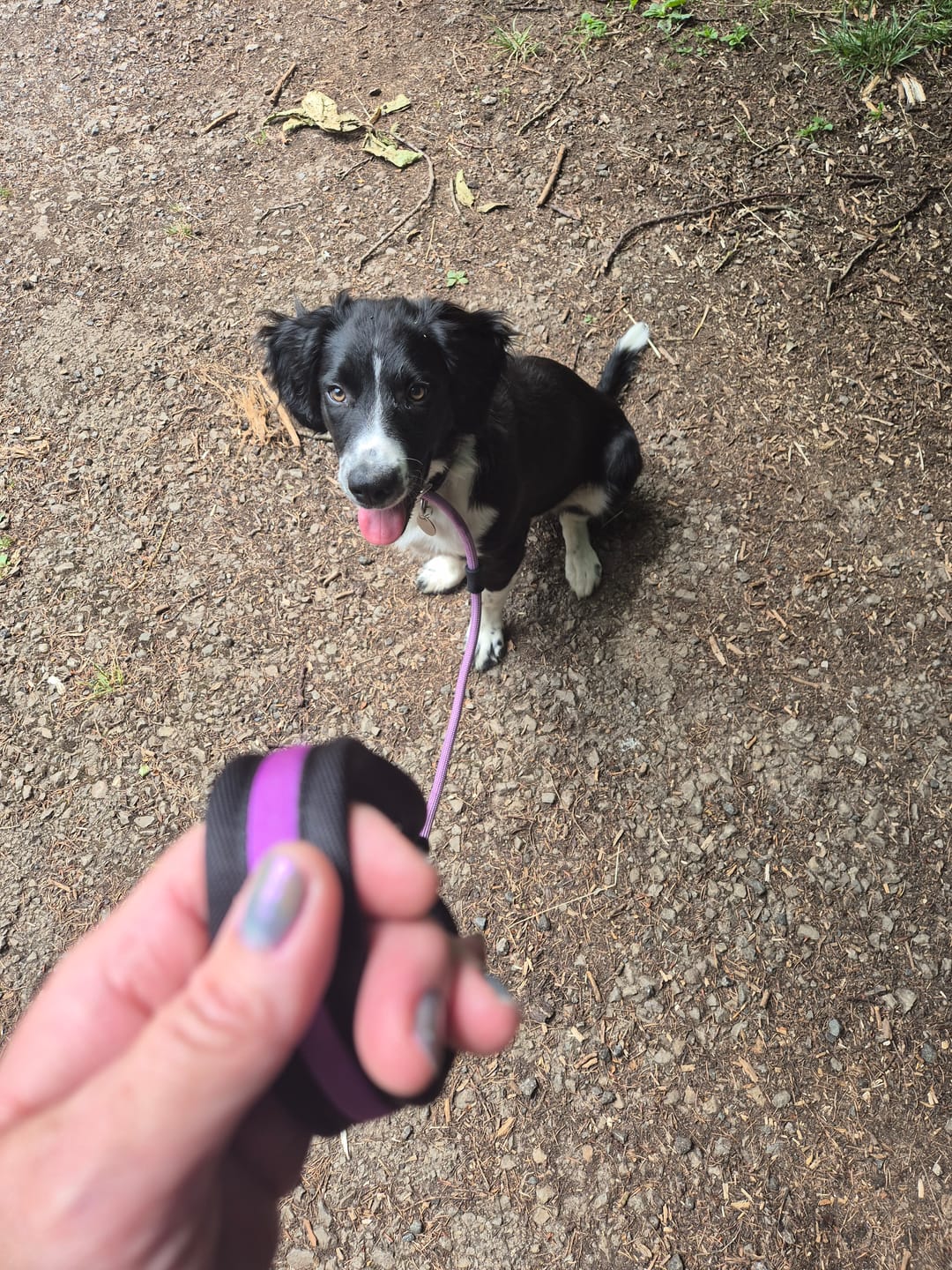 Customer photo review of Slip Training Lead | Anti Pull & No Choking -  Purple