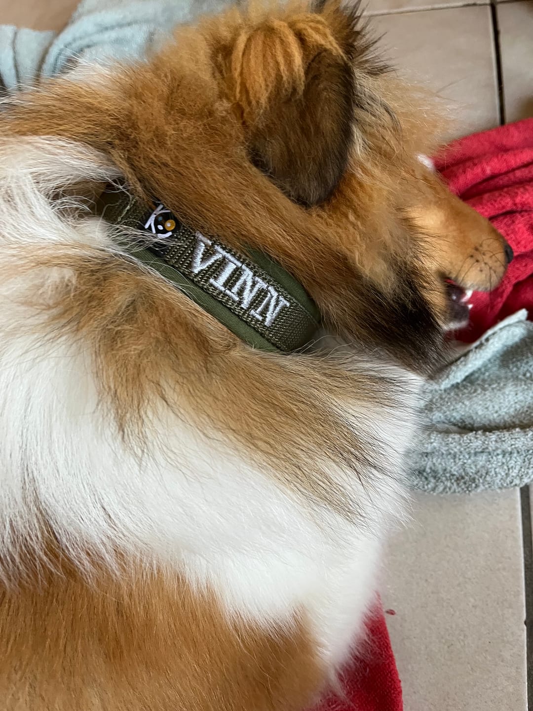 Customer photo review of Neoprene Half-Check Dog Collar with Name - S | 4Kyon