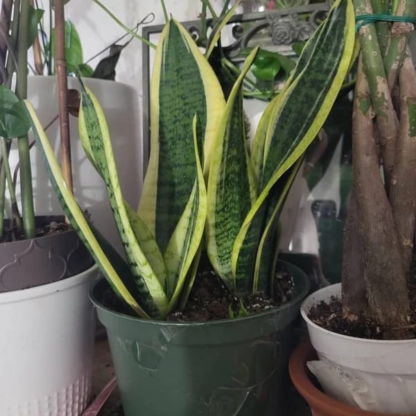 Customer photo review of Snake Plant | Mother-In-Law's-Tongue Plant | Sansevieria Zeylanica | Sansevieria Laurentii | Plants for Pets | Air Purifier Plant
