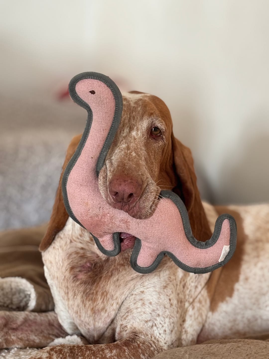 Customer photo review of CLOUD7 Hundespielzeug Dino Ole – SALE