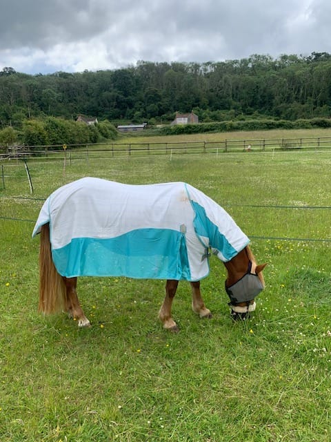 Customer photo review of Allrounder Fly Rug Combo