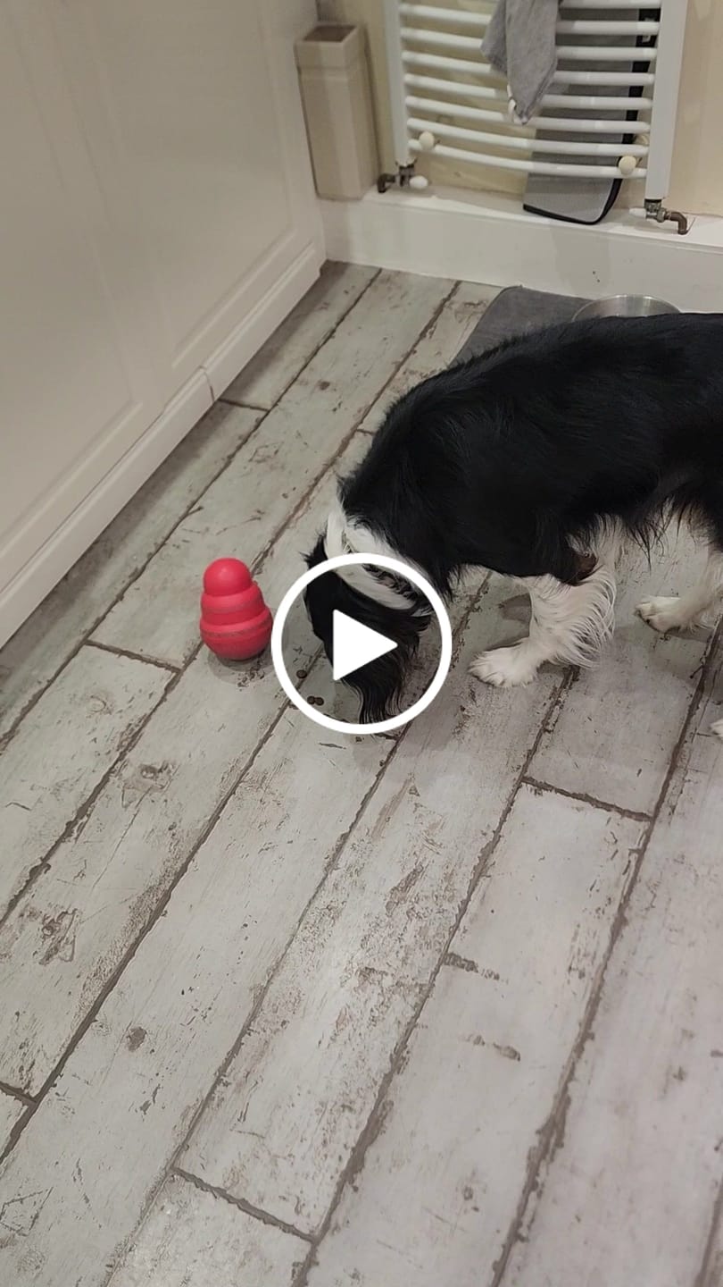 Customer video review of British Venison Dry Food