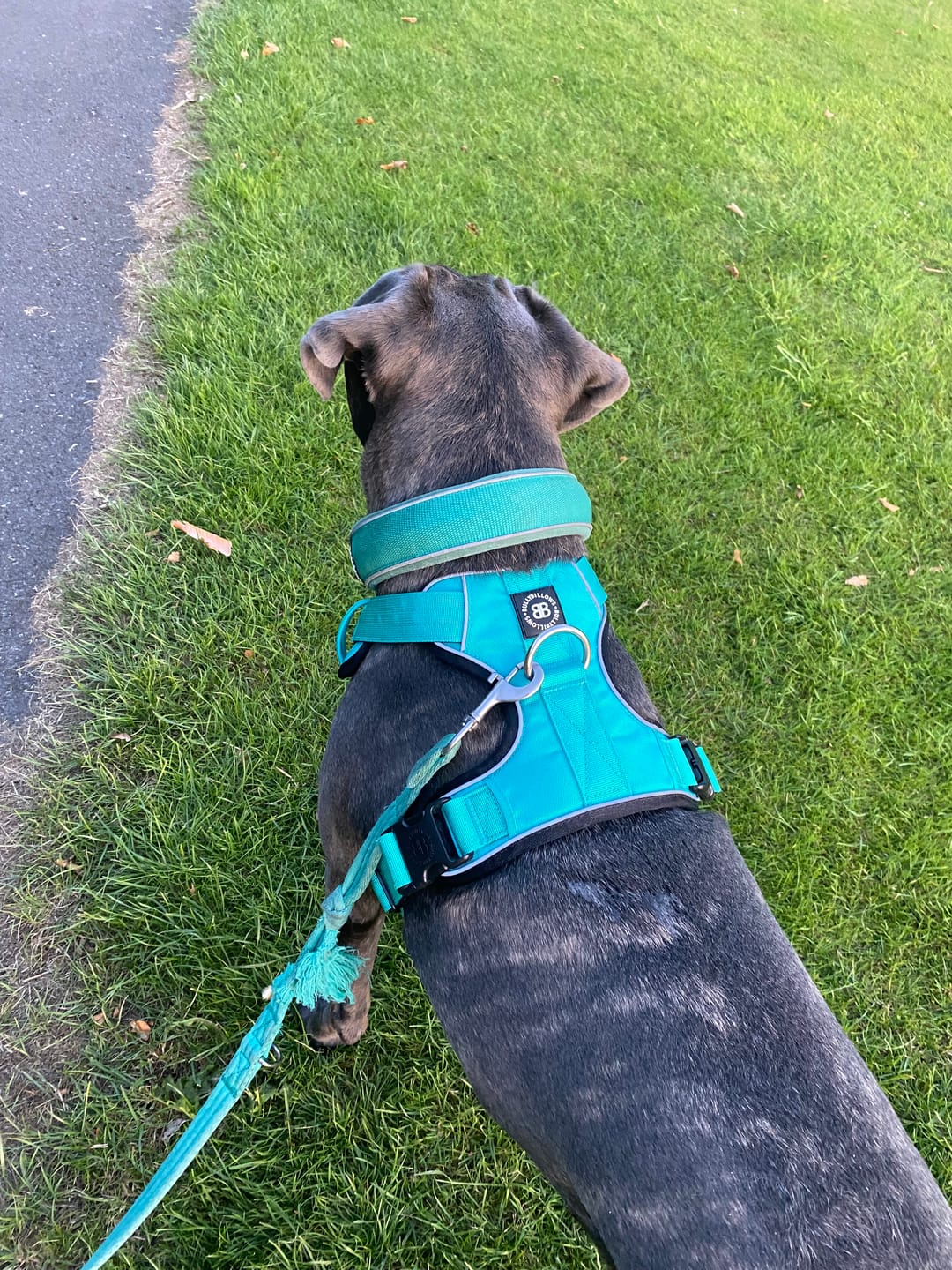 Customer photo review of Comfort Premium Harness | Non Restrictive - Turquoise