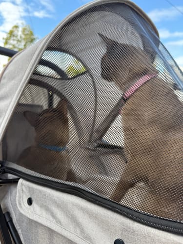 Customer photo review of PaWz Pet Dog Stroller Pram 4 Wheels