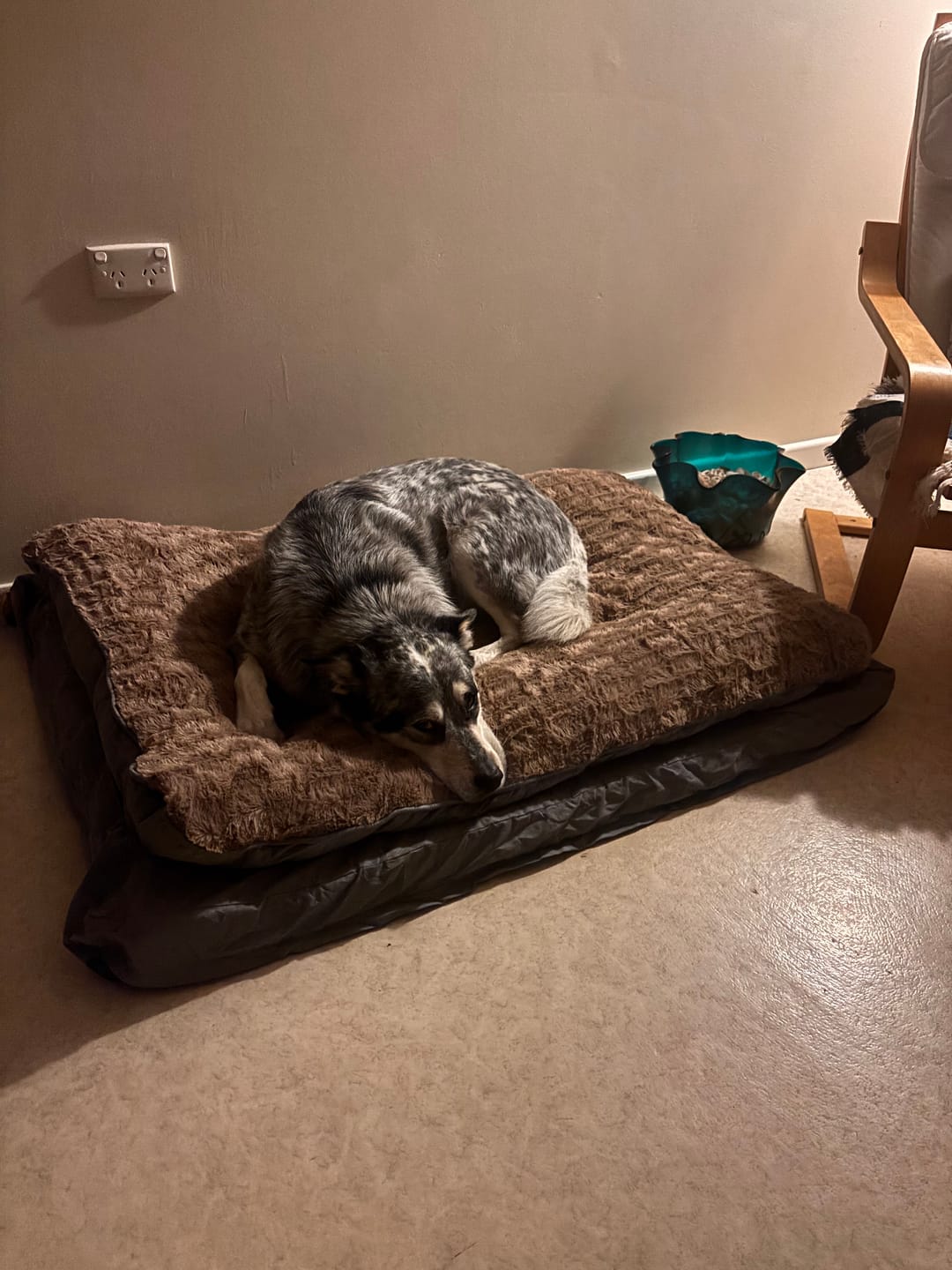Customer photo review of Pawz Dog Memory Foam Mattress