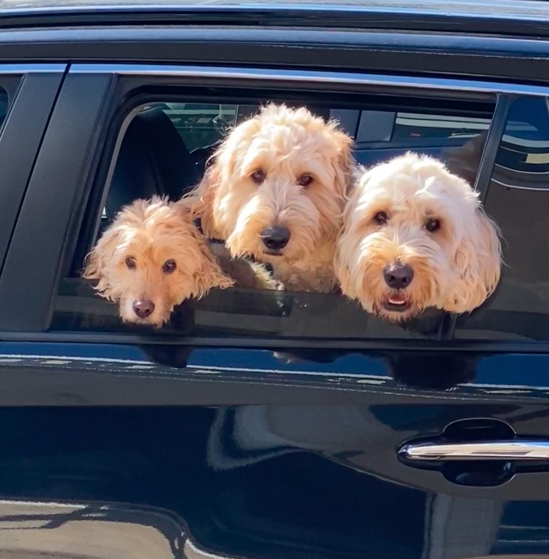 Customer photo review of Trio Pack for Dogs