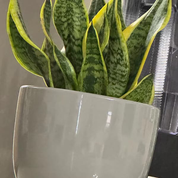 Customer photo review of Snake Plant | Mother-In-Law's-Tongue Plant | Sansevieria Zeylanica | Sansevieria Laurentii | Plants for Pets | Air Purifier Plant
