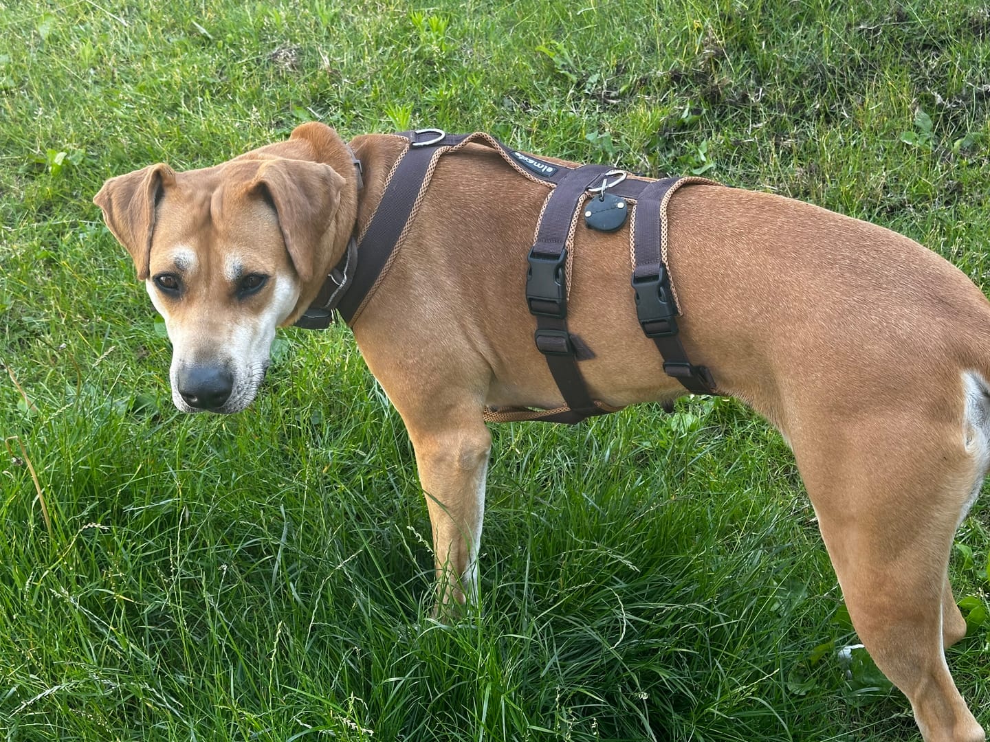 Customer photo review of Sicherheitsgeschirr FUN "Toffee"