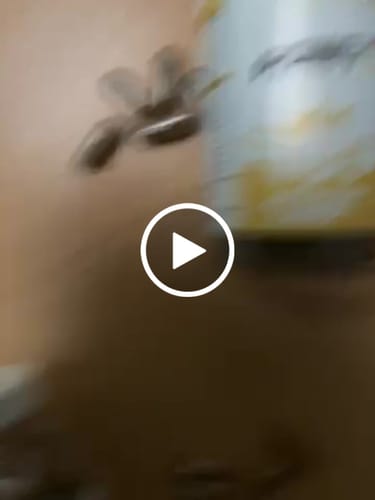 Customer video review of Alpha Labz - Poney Pump