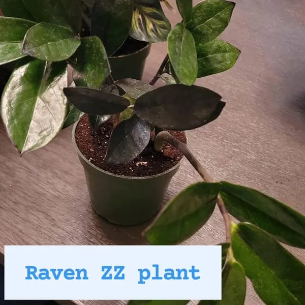 Customer photo review of Raven ZZ plant | Indoor Live Plant | Zamioculcas Zamiifolia Raven Plant | Rare Indoor Plant | Zansibar gem | ZZ Plant