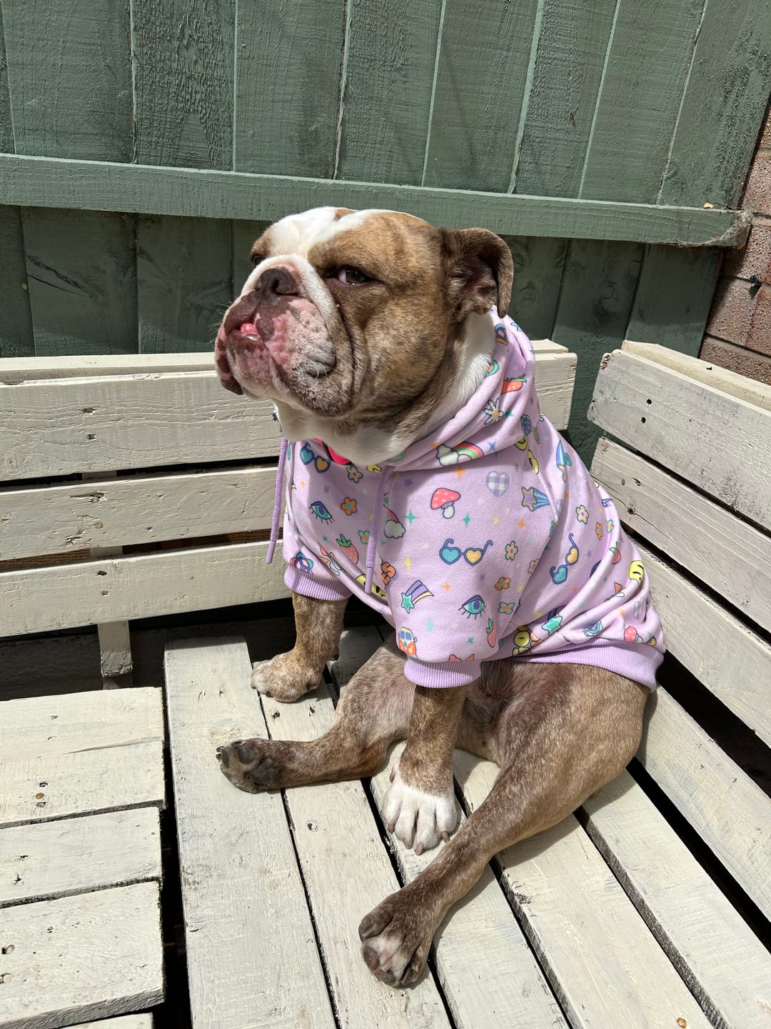 Customer photo review of Good Vibes Dog Hoodie - Purple