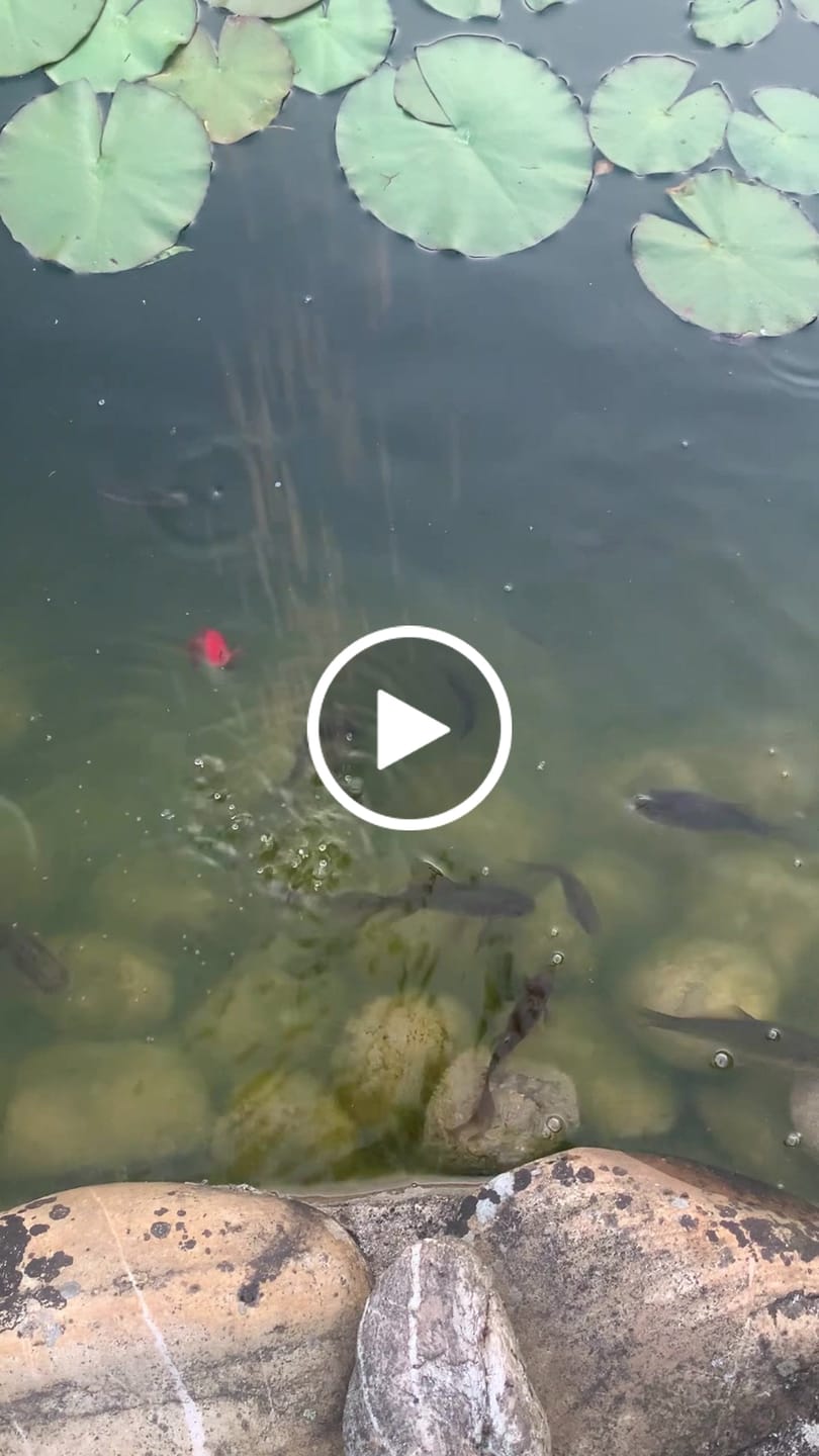 Customer video review of Futter für Goldfische