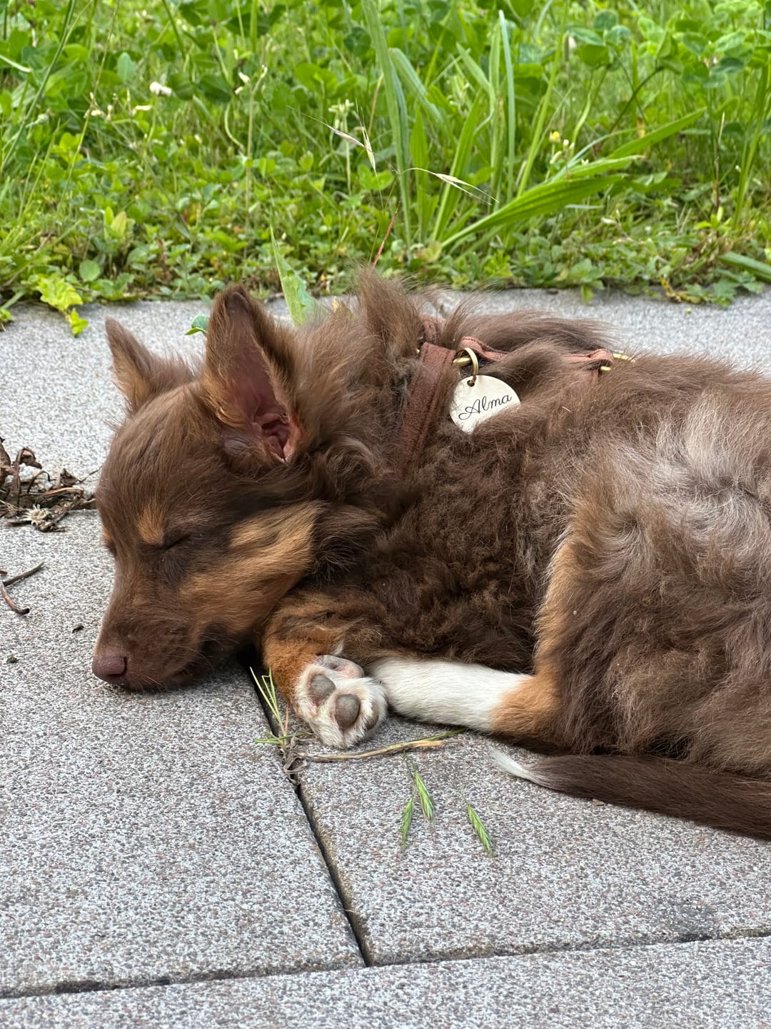 Customer photo review of Runde Hundemarke mit Gravur, Name und Telefon personalisiert