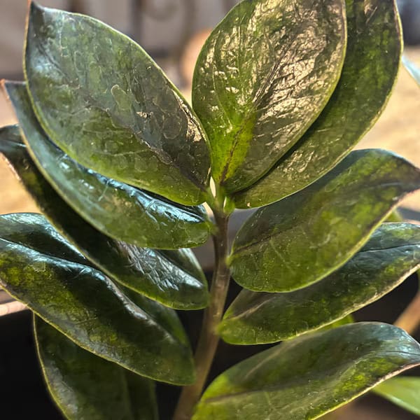 Customer photo review of Raven ZZ plant | Indoor Live Plant | Zamioculcas Zamiifolia Raven Plant | Rare Indoor Plant | Zansibar gem | ZZ Plant