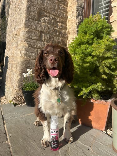 Customer photo review of No Rinse Baby Fresh Dog Shampoo