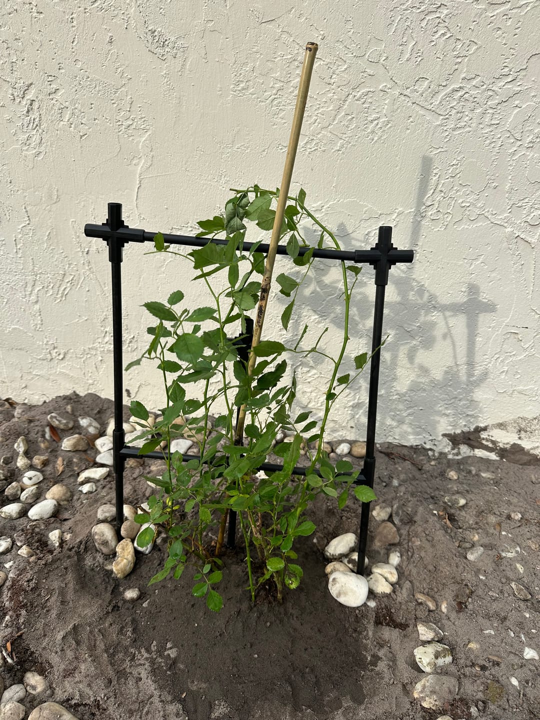 Customer photo review of Lady of Shalott Rose Bush By David Austin® - 3 Gallon