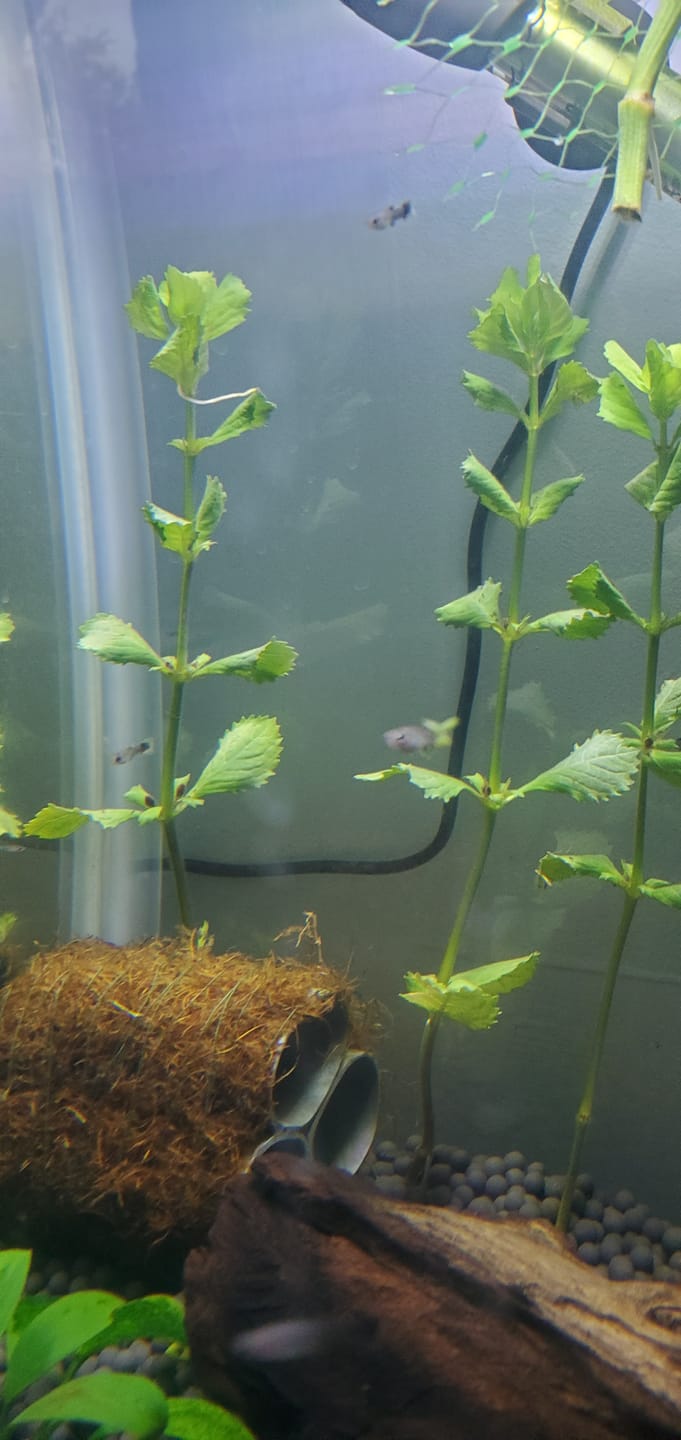 Customer photo review of Water Wisteria (Hygrophila difformis)