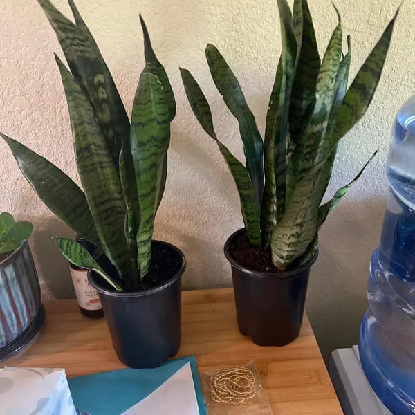 Customer photo review of Snake Plant | Mother-In-Law's-Tongue Plant | Sansevieria Zeylanica | Sansevieria Laurentii | Plants for Pets | Air Purifier Plant