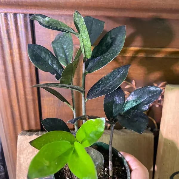 Customer photo review of Raven ZZ plant | Indoor Live Plant | Zamioculcas Zamiifolia Raven Plant | Rare Indoor Plant | Zansibar gem | ZZ Plant